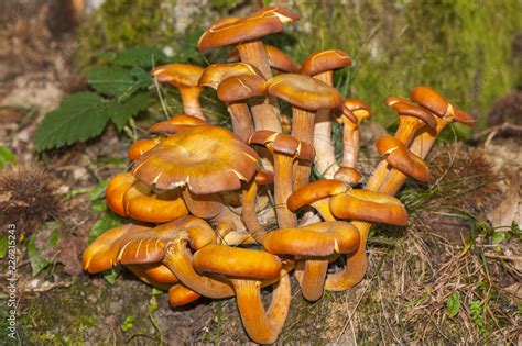 funghi piccoli marroni